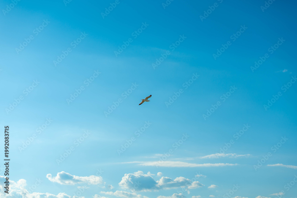 Fototapeta premium Lone seagull soaring gracefully against a vast, clear blue sky with scattered clouds