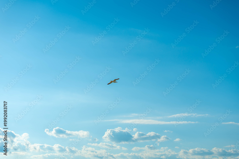 Fototapeta premium A lone seagull soars gracefully through a vast, clear blue sky with scattered clouds
