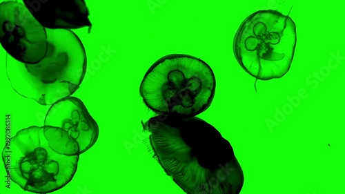 Silhouette of jellyfish swimming underwater with air bubbles on green background. Chroma key green screen for composite and presentation.