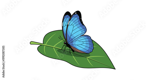 A stunning vibrant blue morpho butterfly with delicate black wing edges rests peacefully upon a detailed green leaf against a pristine white background.