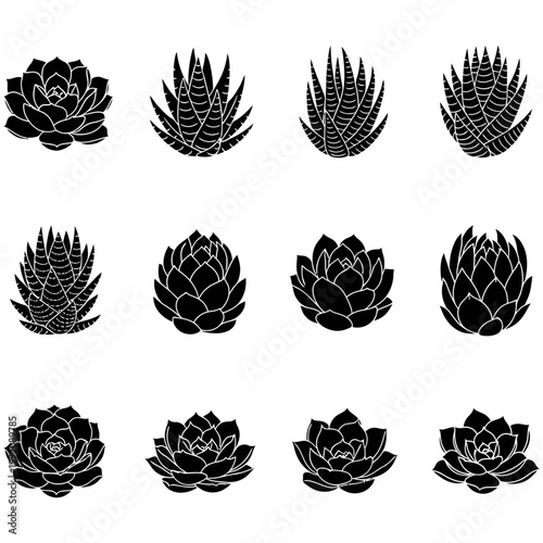 A collection of various succulent plants arranged in rows on a plain background