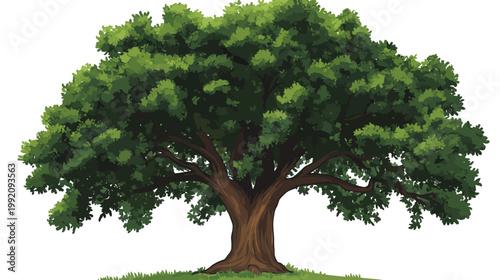 A detailed illustration of a mature tree with vibrant green foliage, brown trunk and sparse grass