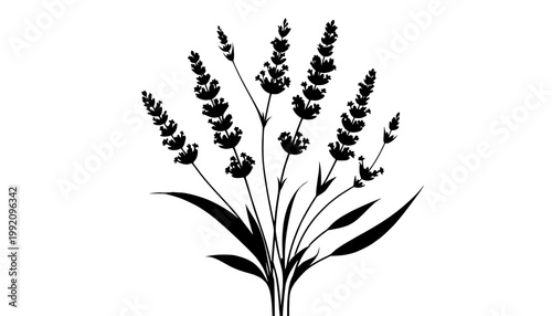 wheat ears isolated on white