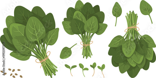 Set of fresh green spinach leaves bunches and sprouts organic vegetable vector illustrations isolated on a white background.