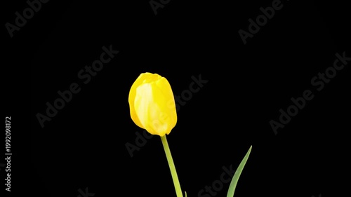 Tulips Blossoms. Beautiful Timelapse of Yellow Tulip Flower Blooming on Black Background. 4K.