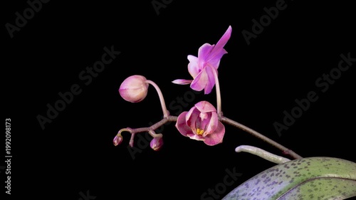 Orchid Blossoms. Blooming Violet Orchid Phalaenopsis Flower on Black Background. Time Lapse. 4K.