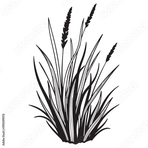 Black grass silhouette vector illustration of wild meadow plants for botanical design
