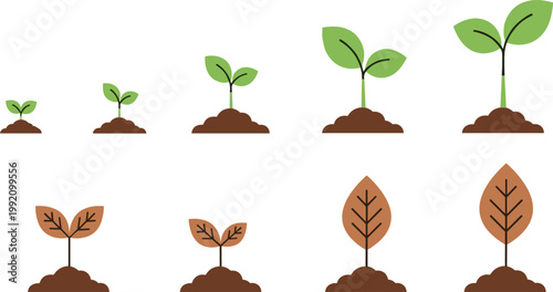 Plant Life Cycle Icon Set with Growth, Development, Leafing, and Decay Stages of Plant Growth