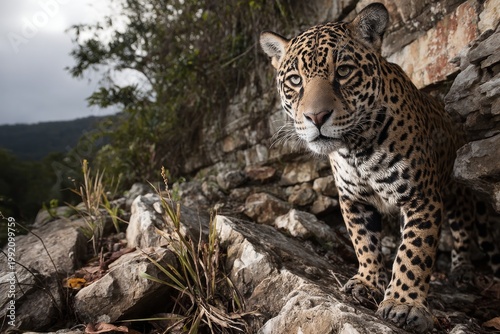 Portrait of a jaguar on a rocky terrain