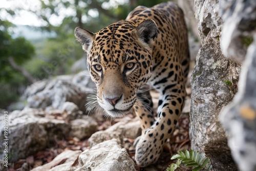 Portrait of a jaguar on a rocky terrain