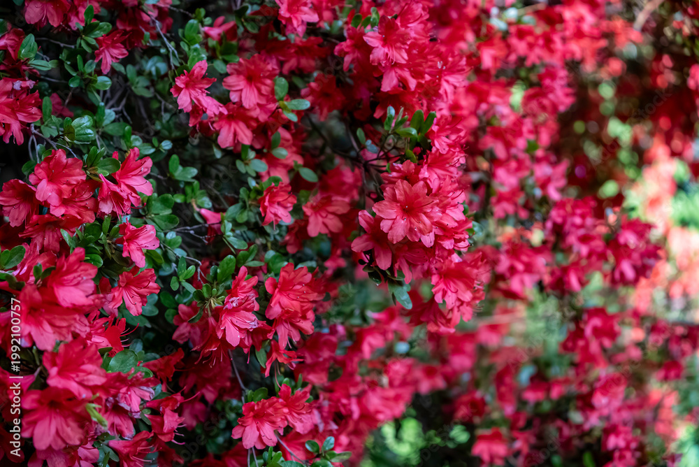 Fototapeta premium 赤いツツジの花