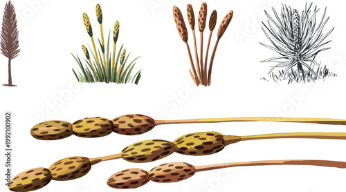 Foto Botanical vector illustration of cattail plants reeds and seed heads with detail