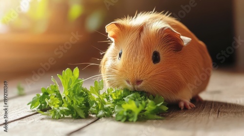 Ginger Guinea Pig Nibbling on Green Parsley in Bright Sunlight