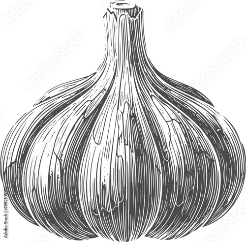 Black and white engraved garlic bulb vegetable