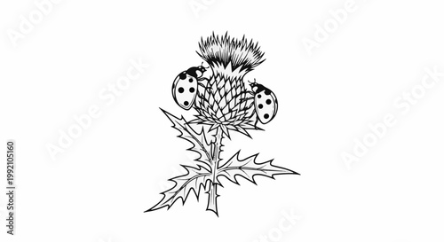 Two ladybugs perched on a detailed thistle bloom with spiky leaves