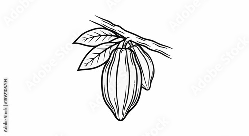 Stylized sketch of cocoa pods and leaves hanging from a branch