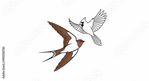 Two birds, a brown and white swallow and a white cardinal, are shown flying