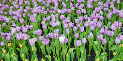 Purple tulips blooming in the garden. Spring background.
