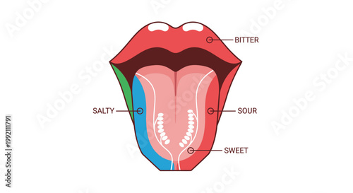 Tongue Taste Map Vector Illustration Showing Human Sense of Taste Regions for Sweet Salty Sour and Bitter Flavors in a Flat Educational Medical Diagram