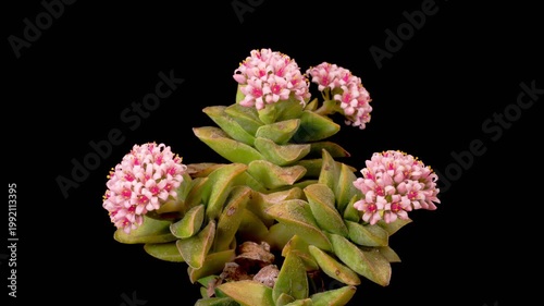 Succulent Blossoms. Opening Beautiful Succulent Flowers on Black Background. Time Lapse. 4K.