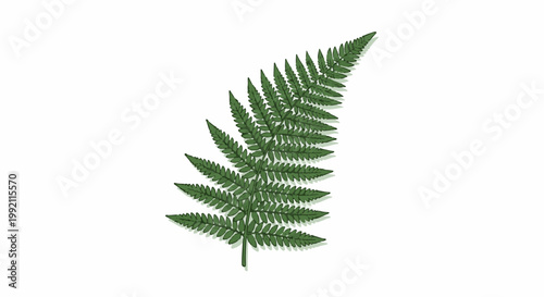 A single green fern frond with detailed leaves and cast shadow