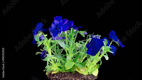Voila Tricolor Blossoms. Beautiful Time Lapse of Growing and Opening Blue Voila Tricolor on Black Background. 4K. 
