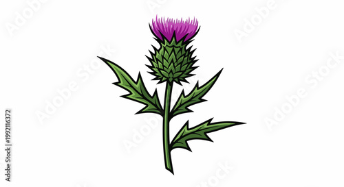 A single, spiky thistle bloom with pointed green leaves and a vibrant purple flower