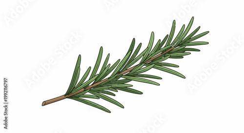 A single sprig of aromatic rosemary with needle-like green leaves on a brown stem