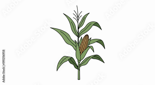A single stalk of corn with a ripe ear and green leaves