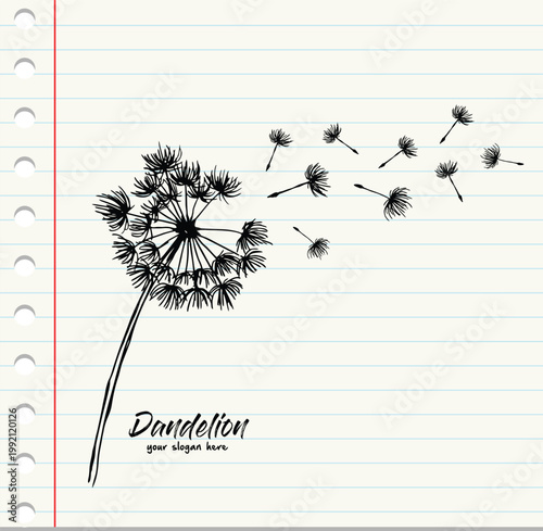 Sketch black dandelion on white papaer background, flying seeds of dandelion.Blowing dandelion vector.