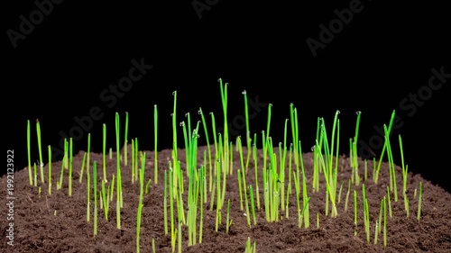 Beautiful Time Lapse of Growth Fresh Green Grass. Accelerated Wheat Plant Growing. 4K.