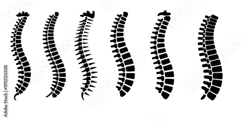 Human spine anatomy silhouettes set vertebral column medical illustration different styles black and white