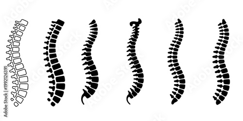Human spine anatomy silhouettes set vertebral column medical illustration different styles black and white