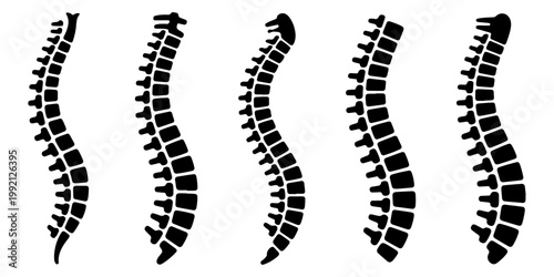 Human spine anatomy silhouettes set vertebral column medical illustration different styles black and white