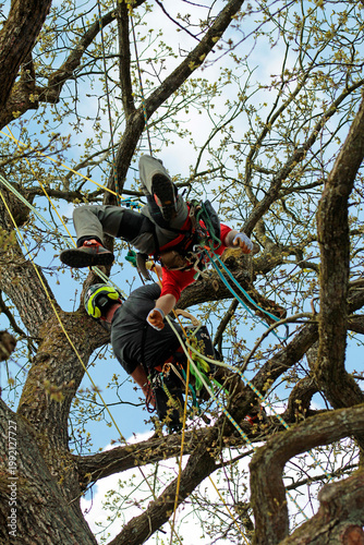 Two climbers in a tree with ropes, in an adventurous outdoor setting. Scenario: Rescuing an injured person from a tree. Exercise in Horn-Bad Meinberg