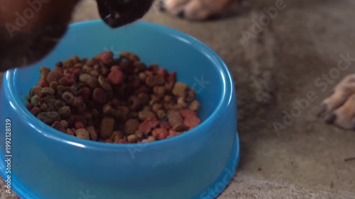 Brown dachshund dog eating dry food from a bowl