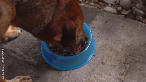 Hungry brown dog eating croquettes from a blue bowl