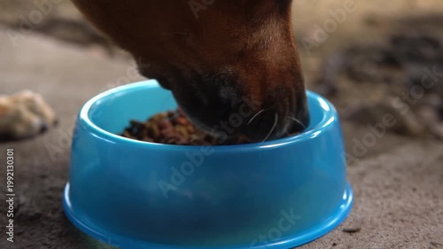 Brown dog eating dry food meal