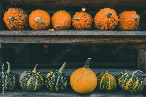 Pumpkins and gourds of different varieties on dark wooden market stall. Autumn still life as a background for Halloween