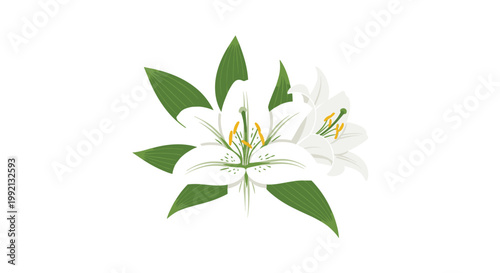Two elegant white lily flowers featuring vibrant yellow stamens and lush green leaves are beautifully arranged against a minimalist white background.