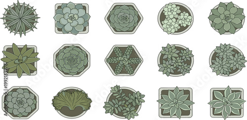 Top-down vector illustration of diverse potted succulents and cacti. Featuring various plant species and modern pot designs, ideal for botanical themes and home decor