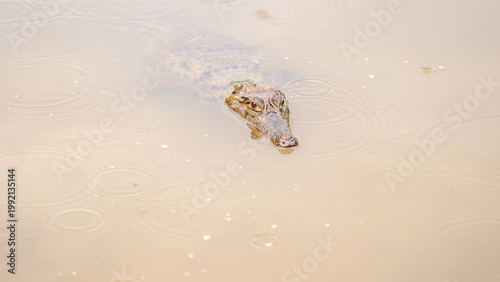 Bild auf Leinwand Crocodile lurking in water.