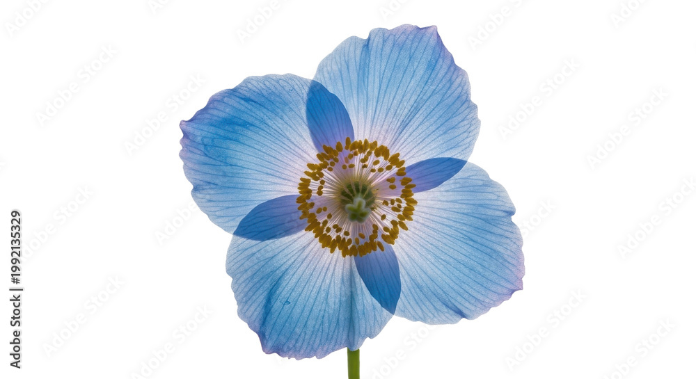 Fototapeta premium Himalayan blue poppy flower with delicate translucent petals, Meconopsis betonicifolia bloom, elegant floral botanical specimen for spring design isolated PNG with Transparent Background