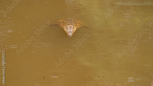 Obraz na plátne Crocodile lurking in water.