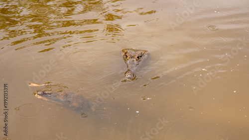 Foto Crocodile lurking in water.