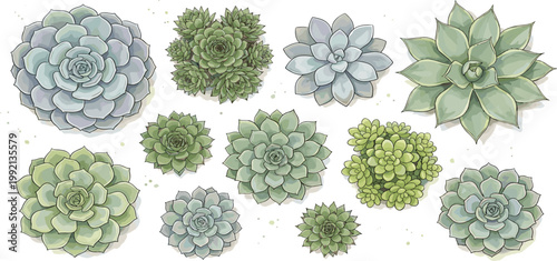 Collection of succulent plants in various green and blue hues viewed from directly above, showcasing unique petal arrangements and textures