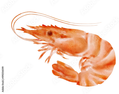 Watercolor shrimp illustration 