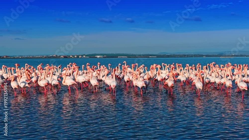 Group of pink flamingos standing in deep blue water during day. Detailed shot of flamingo colony wading in a lagoon with clear blue sky background.