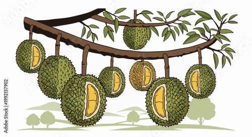 Spiky green fruit with yellow flesh hangs from a brown tree branch