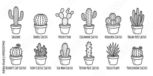collection of various potted cactus plants with names.